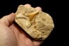 OTODUS OBLIQUUS - Ypresian - Oued Zem, Morocco