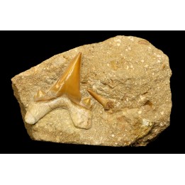OTODUS OBLIQUUS - Ypresian - Oued Zem, Morocco