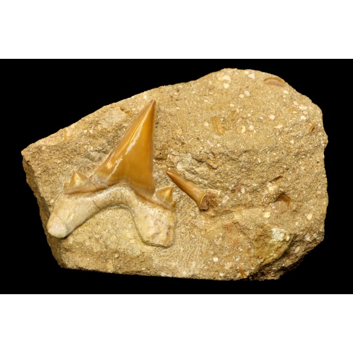 OTODUS OBLIQUUS - Ypresian - Oued Zem, Morocco