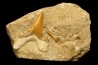 OTODUS OBLIQUUS - Ypresian - Oued Zem, Morocco