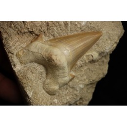 OTODUS OBLIQUUS - Ypresian - Oued Zem, Morocco