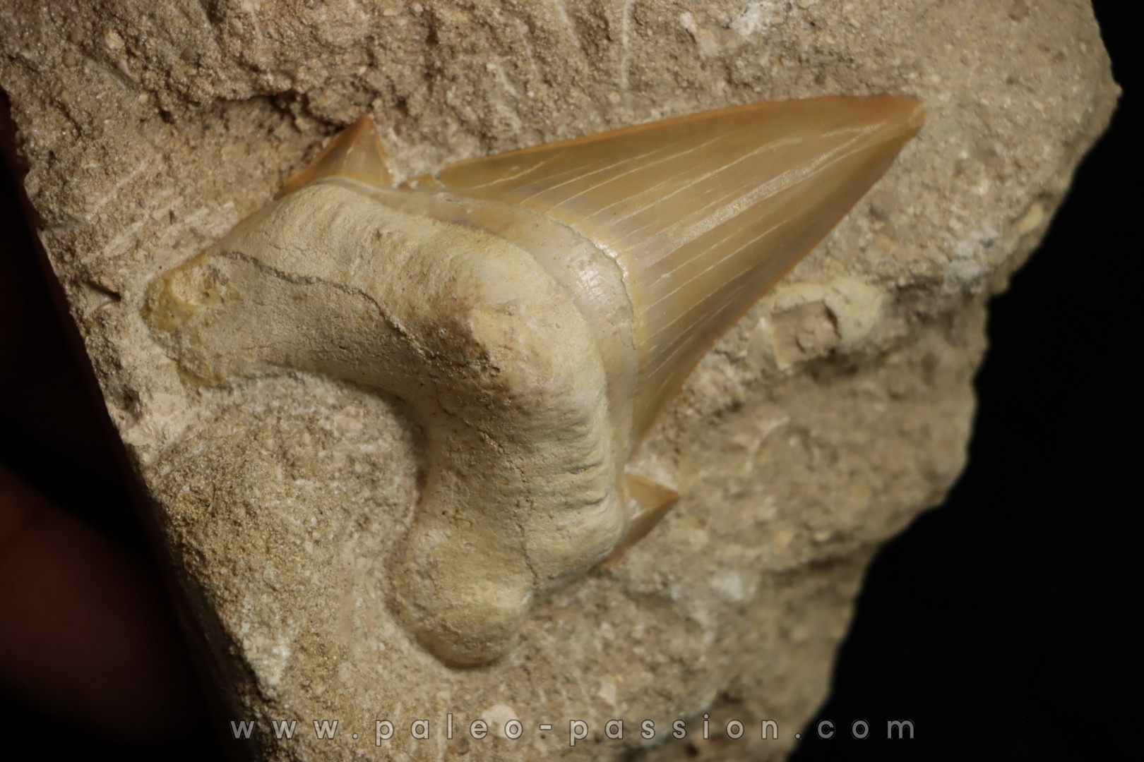 OTODUS OBLIQUUS - Ypresian - Oued Zem, Morocco