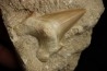 OTODUS OBLIQUUS - Ypresien - Oued Zem, Maroc