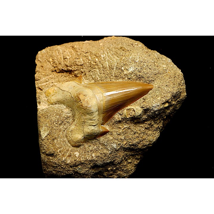 OTODUS OBLIQUUS - Ypresian - Oued Zem, Morocco