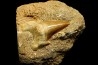 OTODUS OBLIQUUS - Ypresian - Oued Zem, Morocco