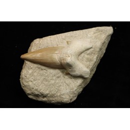 OTODUS OBLIQUUS - Ypresian - Oued Zem, Morocco