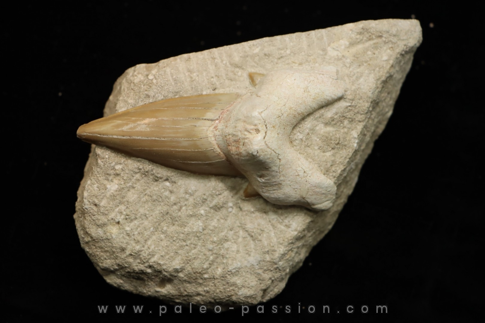 OTODUS OBLIQUUS - Ypresian - Oued Zem, Morocco