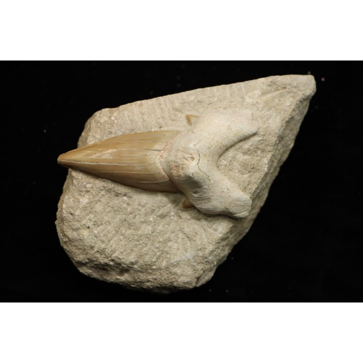 OTODUS OBLIQUUS - Ypresian - Oued Zem, Morocco