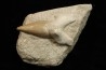 OTODUS OBLIQUUS - Ypresian - Oued Zem, Morocco