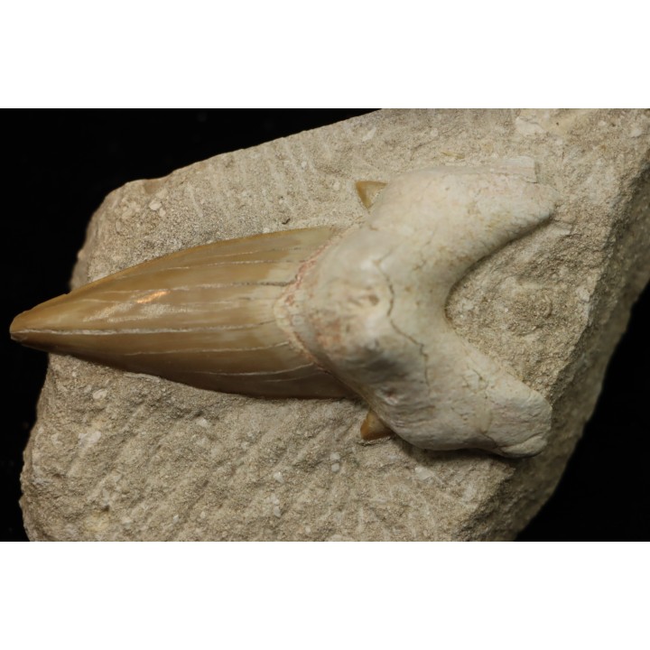 OTODUS OBLIQUUS - Ypresien - Oued Zem, Maroc
