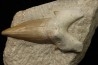 OTODUS OBLIQUUS - Ypresien - Oued Zem, Maroc