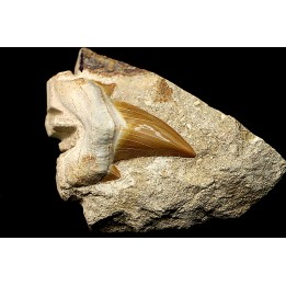 OTODUS OBLIQUUS - Ypresian - Oued Zem, Morocco