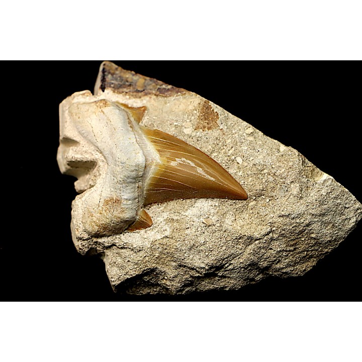 OTODUS OBLIQUUS - Ypresien - Oued Zem, Maroc