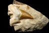 OTODUS OBLIQUUS - Ypresian - Oued Zem, Morocco