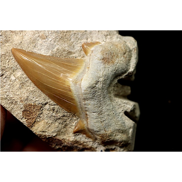 OTODUS OBLIQUUS - Ypresian - Oued Zem, Morocco