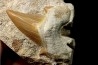 OTODUS OBLIQUUS - Ypresian - Oued Zem, Morocco