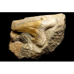 OTODUS OBLIQUUS - Ypresien - Oued Zem, Maroc