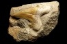 OTODUS OBLIQUUS - Ypresian - Oued Zem, Morocco