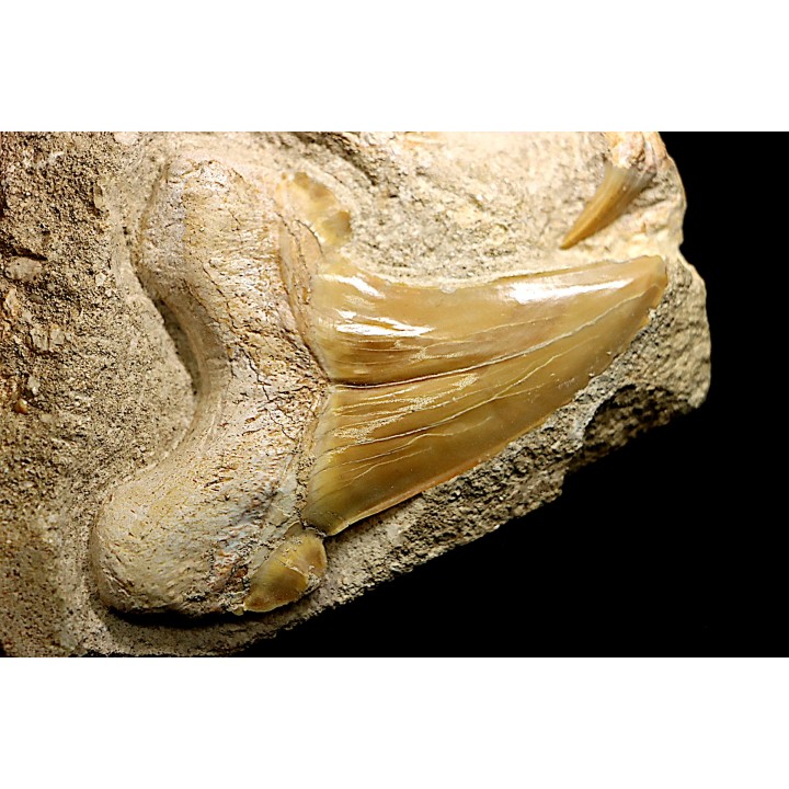 OTODUS OBLIQUUS - Ypresian - Oued Zem, Morocco