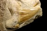 OTODUS OBLIQUUS - Ypresien - Oued Zem, Maroc