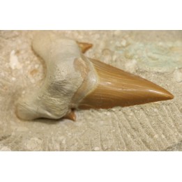 OTODUS OBLIQUUS - Ypresien - Oued Zem, Maroc