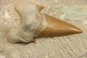 OTODUS OBLIQUUS - Ypresian - Oued Zem, Morocco
