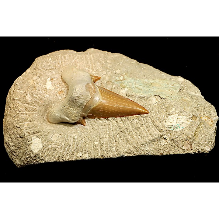 OTODUS OBLIQUUS - Ypresien - Oued Zem, Maroc