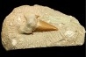 OTODUS OBLIQUUS - Ypresien - Oued Zem, Maroc