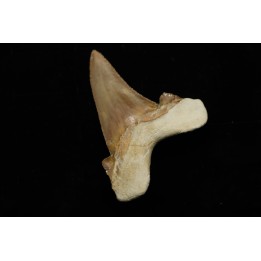 dent de requin: OTODUS SOKOLOVI Barthonien (éocène) Boujdour, maroc