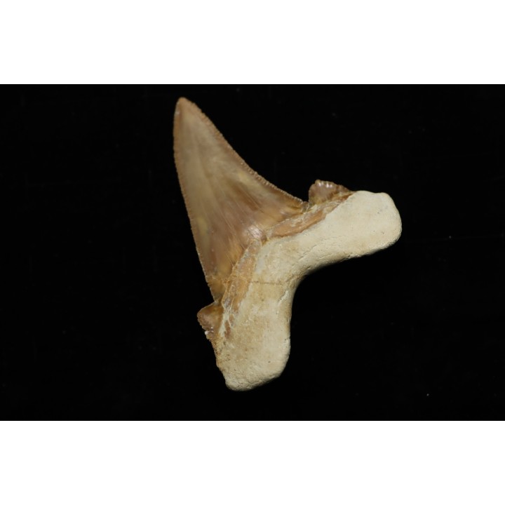 OTODUS SOKOLOVI - Barthonian - Boujdour, morocco