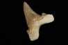 OTODUS SOKOLOVI - Barthonian - Boujdour, morocco