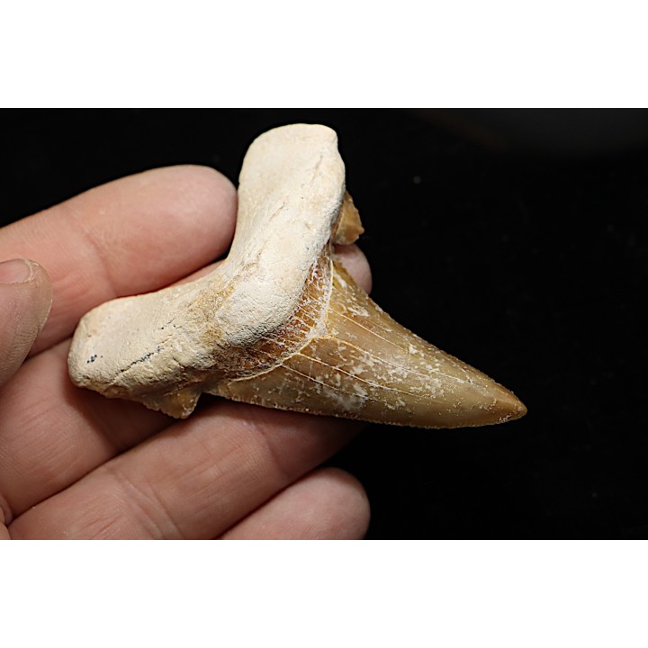 OTODUS SOKOLOVI - Barthonian - Boujdour, morocco