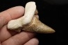OTODUS SOKOLOVI - Barthonian - Boujdour, morocco