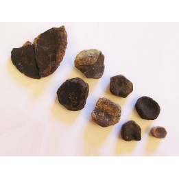 elements de palette natatoire, ICHTHYOSAURE: STENOPTERYGIUS 