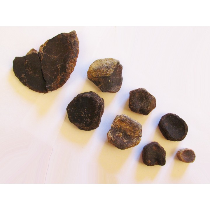 elements de palette natatoire, ICHTHYOSAURE: STENOPTERYGIUS 