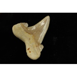 dent de requin: OTODUS SOKOLOVI Barthonien (éocène) Boujdour, maroc
