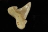 dent de requin: OTODUS SOKOLOVI Barthonien (éocène) Boujdour, maroc