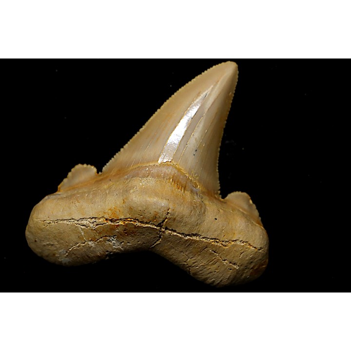 OTODUS SOKOLOVI - Barthonian - Boujdour, morocco
