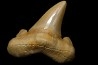 dent de requin: OTODUS SOKOLOVI Barthonien (éocène) Boujdour, maroc