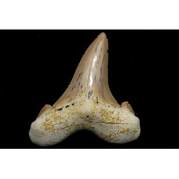 OTODUS SOKOLOVI - Barthonian - Boujdour, morocco