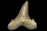 OTODUS SOKOLOVI - Barthonian - Boujdour, morocco