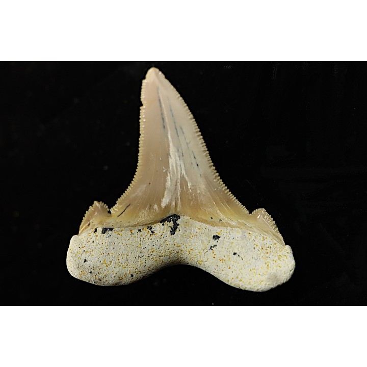 OTODUS SOKOLOVI - Barthonian - Boujdour, morocco