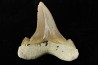 OTODUS SOKOLOVI - Barthonian - Boujdour, morocco