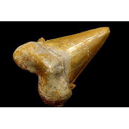 OTODUS SOKOLOVI - Barthonian - Boujdour, morocco
