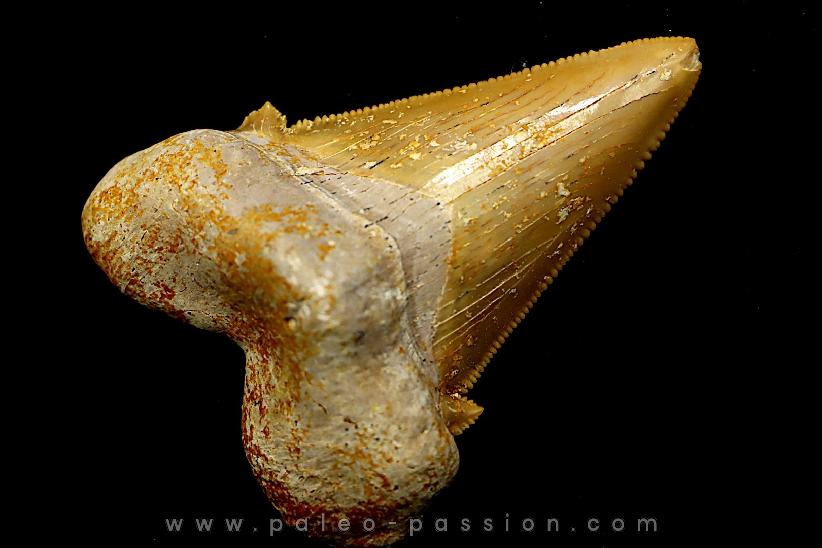 dent de requin: OTODUS SOKOLOVI Barthonien (éocène) Boujdour, maroc