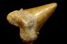 OTODUS SOKOLOVI - Barthonian - Boujdour, morocco