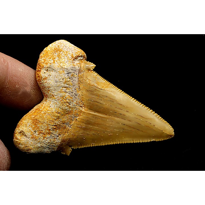 OTODUS SOKOLOVI - Barthonian - Boujdour, morocco