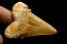 OTODUS SOKOLOVI - Barthonian - Boujdour, morocco