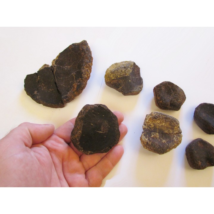 elements de palette natatoire, ICHTHYOSAURE: STENOPTERYGIUS 