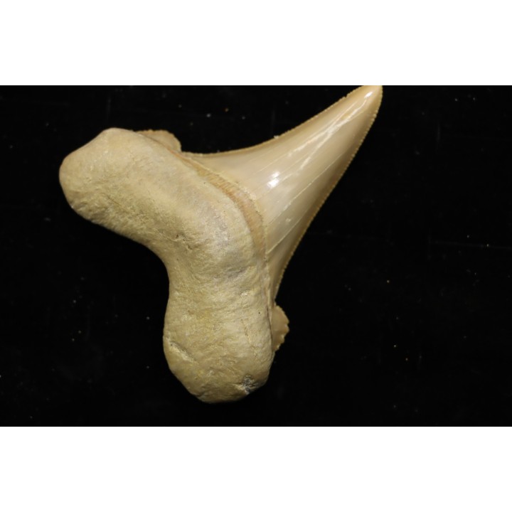 OTODUS SOKOLOVI - Barthonian - Boujdour, morocco